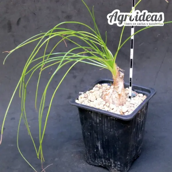 Ornithogalum juncifolium "Ejemplar 5 años" - Imagen 2
