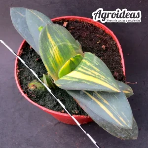 Gasteria X armstrongii "Variegata"