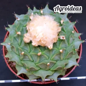 Obregonia denegrii "Ejemplar" MØ- 11cm