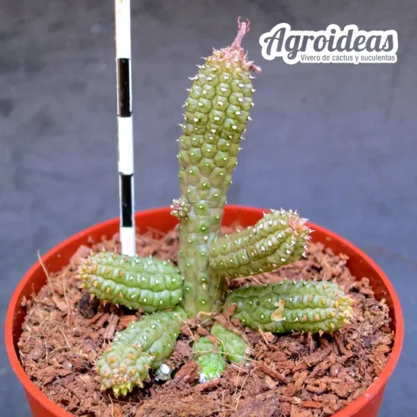 Echidnopsis watsonii - Imagen 2