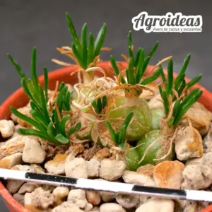 Ornithogalum lithopsioides