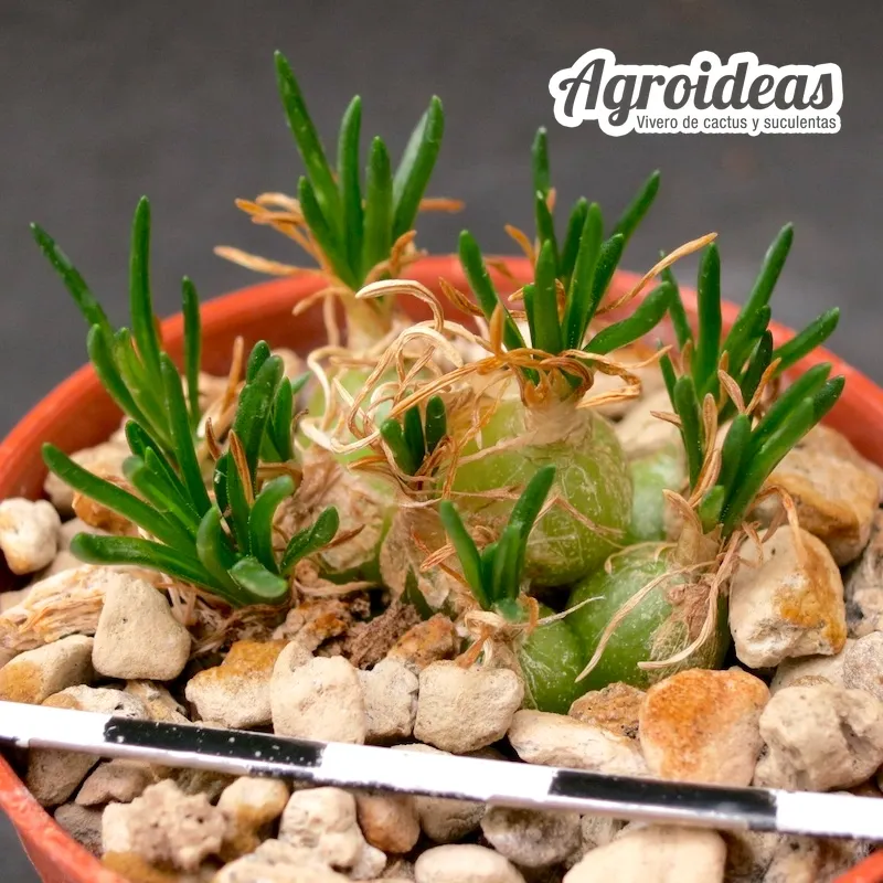 Ornithogalum lithopsioides