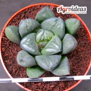 Haworthia x esterhuizenii "Ex. Robin Fuller"