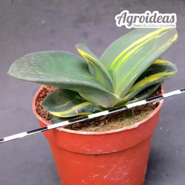 Gasteria híbrida "Variegata" - Imagen 2