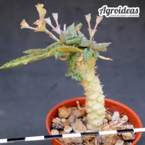 Euphorbia tulearensis