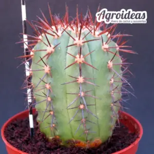 Copiapoa marginata "Ejemplar"