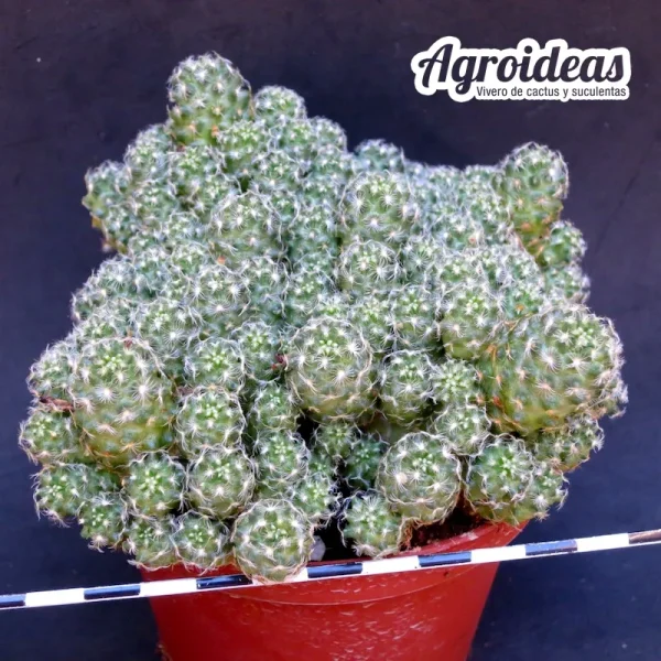 Mammillaria saboae v. saboae "Ejemplar"