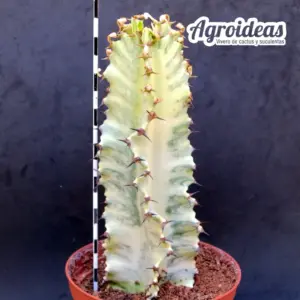 Euphorbia erythraeae "Variegata" Ejemplar MØ-11cm