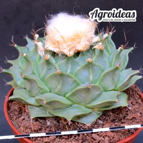 Obregonia denegrii "Ejemplar" MØ- 11cm - Imagen 2