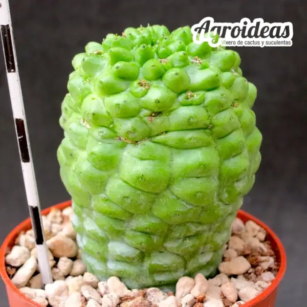 Larryleachia cactiforme "ejemplar" - Imagen 2