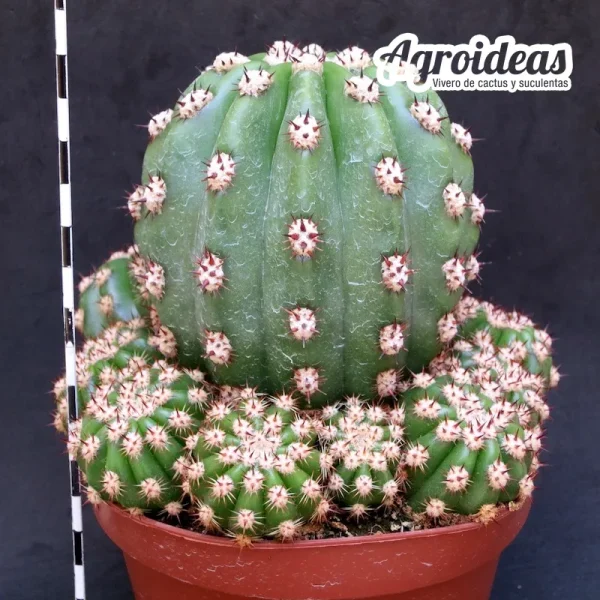 Trichocereus purpureopilosus X thelegonus "Ejemplar" - Imagen 2