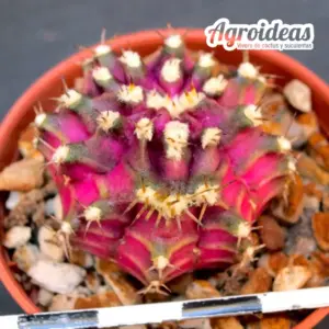 Gymnocalycium T-Rex "Selección"