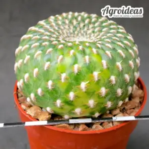 Sulcorebutia arenacea "variegata"