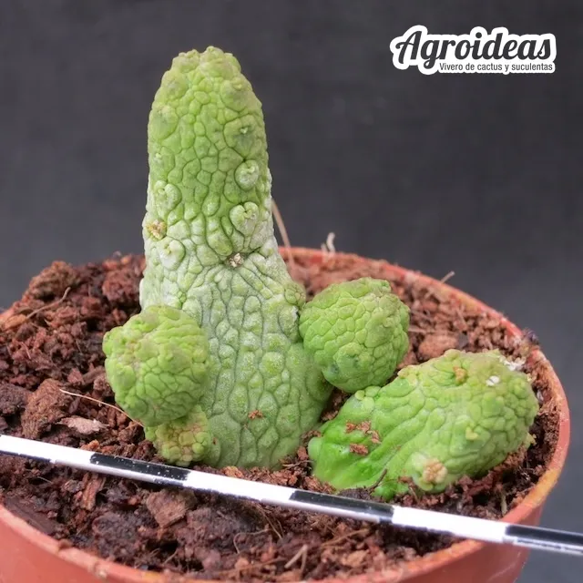 Pseudolithos mccoyi X migiurthinus - Imagen 2