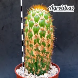 Trichocereus spachianus "monstruoso"