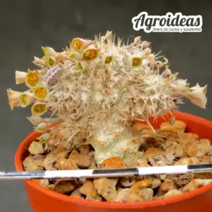Euphorbia tulearensis