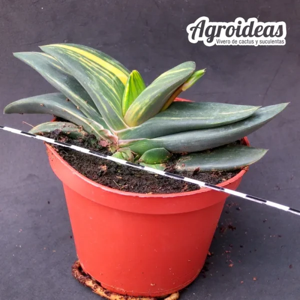 Gasteria X armstrongii "Variegata" - Imagen 3