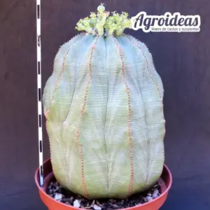 Euphorbia obesa "Hembra" Ejemplar 10 años