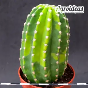 Echinopsis híbrido "variegata"