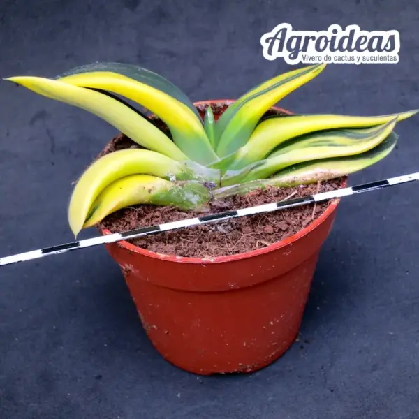 Gasteria híbrida "Variegata" - Imagen 2