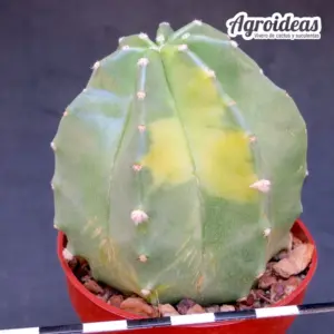 Echinocereus subinermis "variegata"