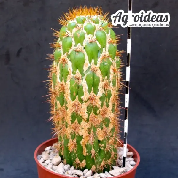 Trichocereus spachianus "monstruoso" - Imagen 2