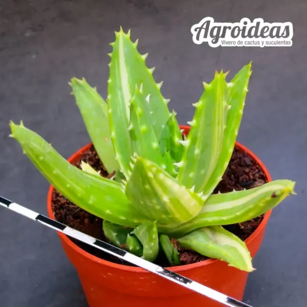 Aloe mitriformis "Variegata" - Imagen 2