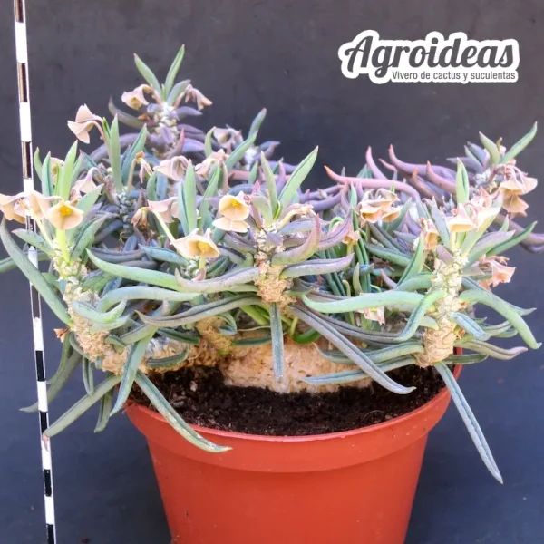 Euphorbia cylindrifolia ssp. tuberifera "Gran Ejemplar" - Imagen 2