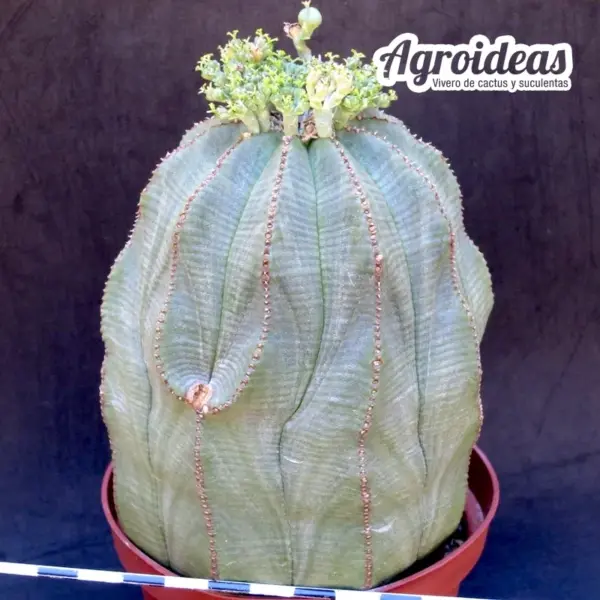 Euphorbia obesa "Hembra" Ejemplar 10 años - Imagen 2