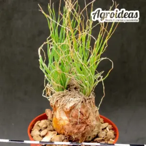 Ledebouria lephrostacha
