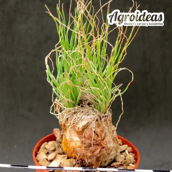 Ledebouria lephrostacha