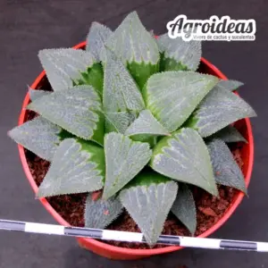 Haworthia emelyae "Japan clone"