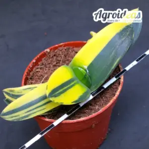 Gasteria híbrida "Variegata"