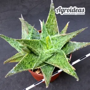 Aloe "Sugar crystal" Ex. TCT Tailandia