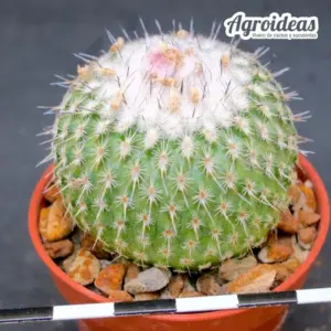 Epithelantha unguispina