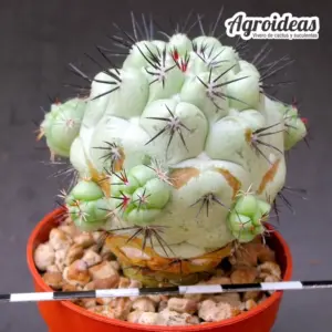 Ortegocactus macdougalli "ejemplar"
