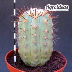 Copiapoa marginata "Ejemplar"