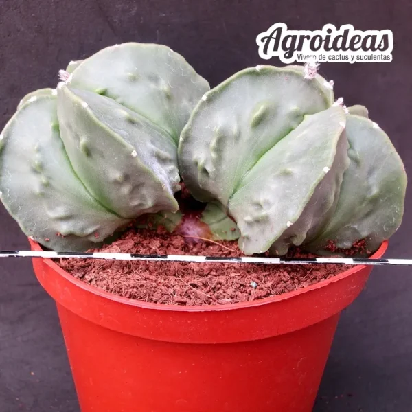 Astrophytum nudum "fukuryu" bicéfalo "Selección" - Imagen 2