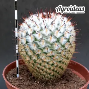 Mammillaria perezdelarosae "Ejemplar" MØ-11cm