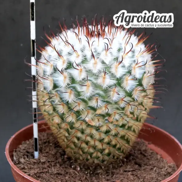 Mammillaria perezdelarosae "Ejemplar" MØ-11cm