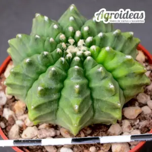 Gymnocalycium "Thornless"
