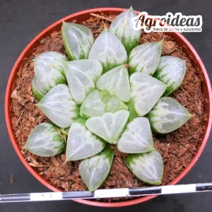 Haworthia "Love Heart"