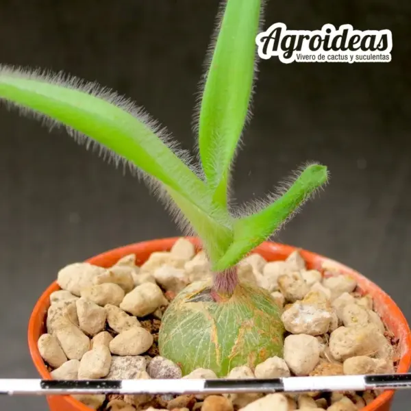 Ornithogalum hispidum - Imagen 2