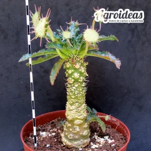 Dorstenia spec. BL 751 "Ejemplar M-13"