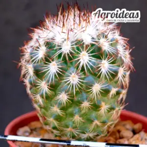 Gymnocactus Beguinii