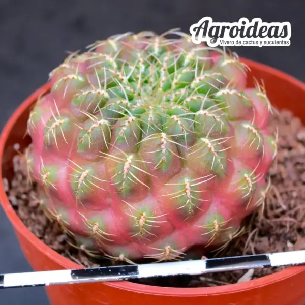 Sulcorebutia tarabucoensis var. aureiflora - Imagen 2