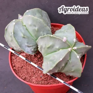 Astrophytum nudum "fukuryu" bicéfalo "Selección"