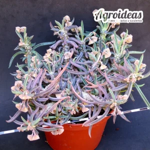 Euphorbia cylindrifolia ssp. tuberifera "Gran Ejemplar"