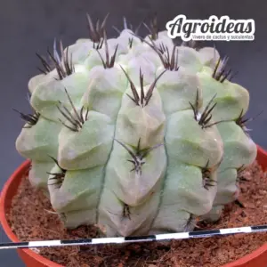 Pyrrhocactus paucicostatus "Ejemplar"