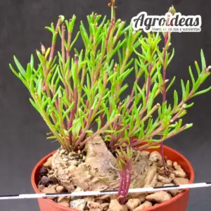 Aeollanthus subacaulis var. linearis "fr. Tanzania"